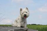 WESTIE 357